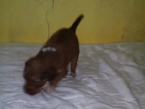 Cachorro raça SRD-ViraLata idade Abaixo de 2 meses nome recém nascido