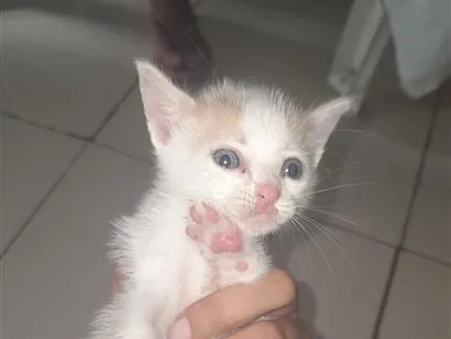 Gato raça SRD-ViraLata idade Abaixo de 2 meses nome Marie 