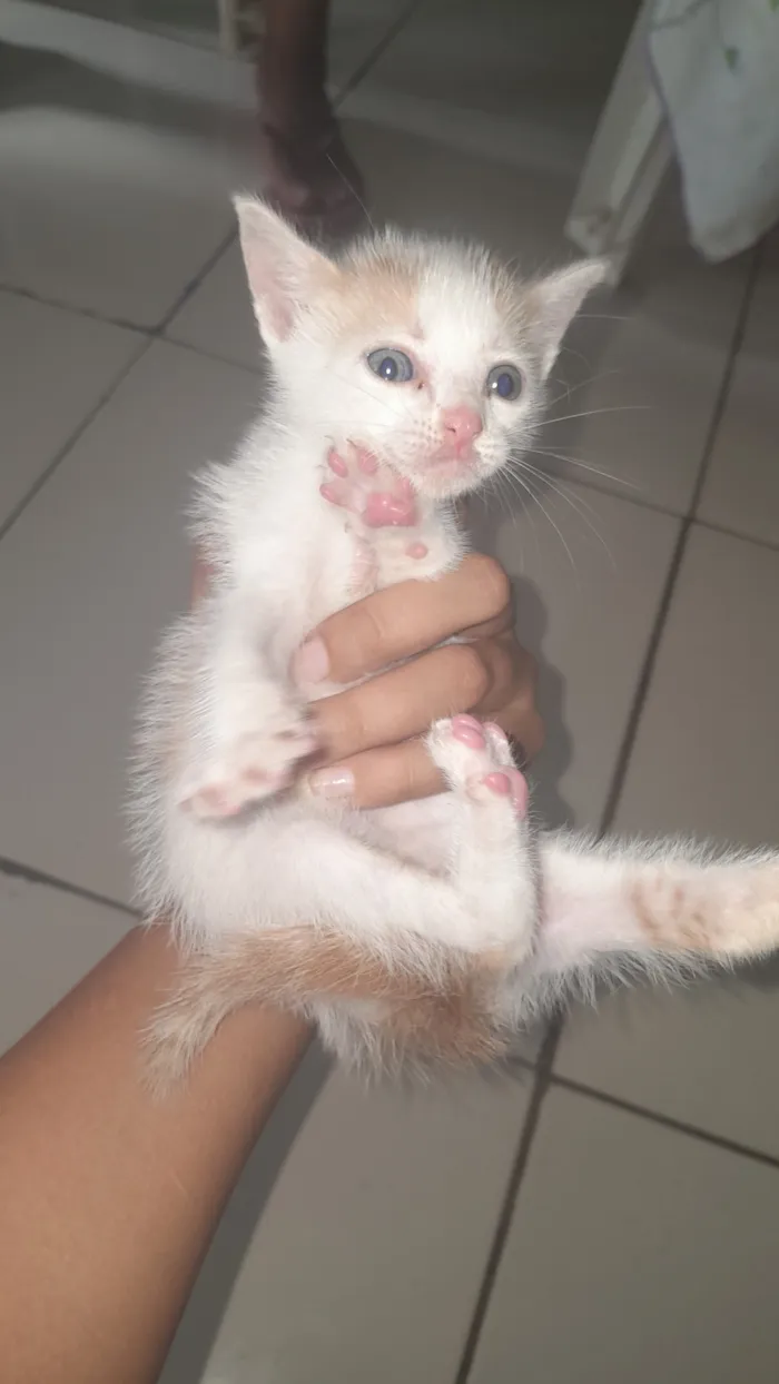 Gato raça SRD-ViraLata idade Abaixo de 2 meses nome Marie 