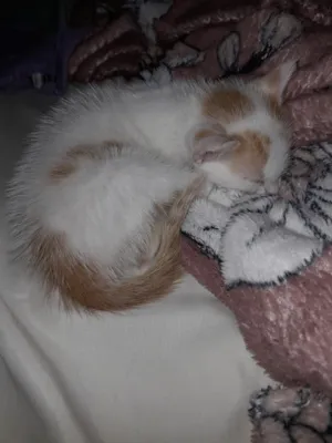 Gato raça SRD-ViraLata idade Abaixo de 2 meses nome Marie 