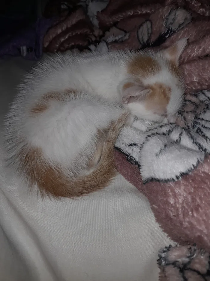 Gato raça SRD-ViraLata idade Abaixo de 2 meses nome Marie 