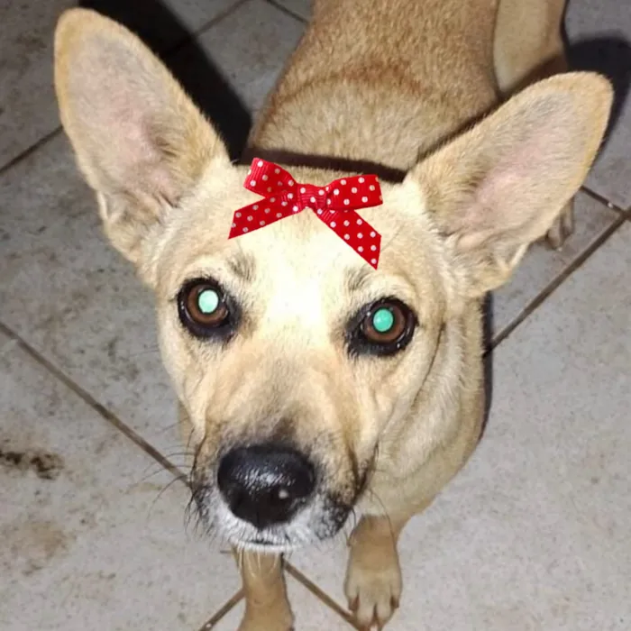 Cachorro raça SRD-ViraLata idade 2 a 6 meses nome Kika 