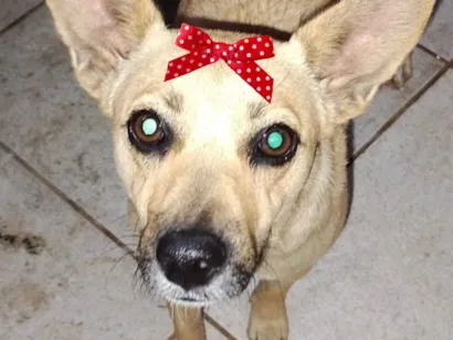 Cachorro raça SRD-ViraLata idade 2 a 6 meses nome Kika 