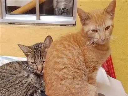 Gato raça SRD-ViraLata idade 2 a 6 meses nome Gertrudes e Janete 