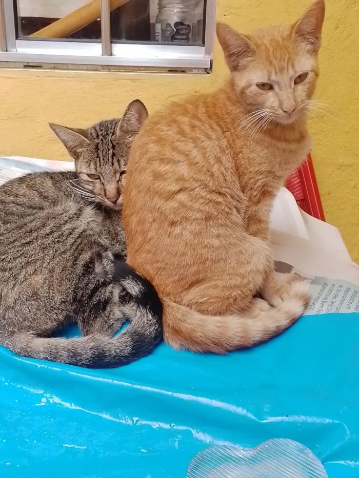 Gato raça SRD-ViraLata idade 2 a 6 meses nome Gertrudes e Janete 