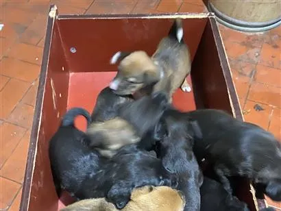 Cachorro raça SRD-ViraLata idade 2 a 6 meses nome Filhotes SRD
