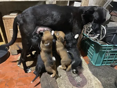 Cachorro raça SRD-ViraLata idade 2 a 6 meses nome Filhotes SRD
