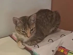 Gato raça SRD-ViraLata idade 2 a 6 meses nome Lua