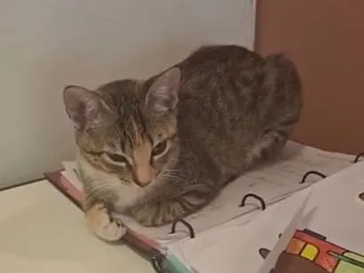 Gato raça SRD-ViraLata idade 2 a 6 meses nome Lua