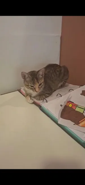 Gato raça SRD-ViraLata idade 2 a 6 meses nome Lua