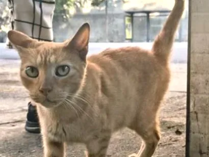 Gato raça SRD-ViraLata idade 2 a 6 meses nome Júpiter 