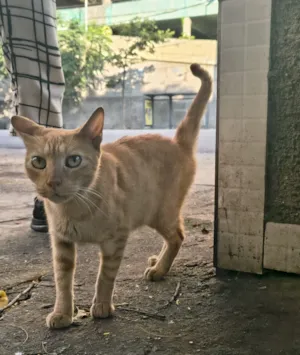 Gato raça SRD-ViraLata idade 2 a 6 meses nome Júpiter 