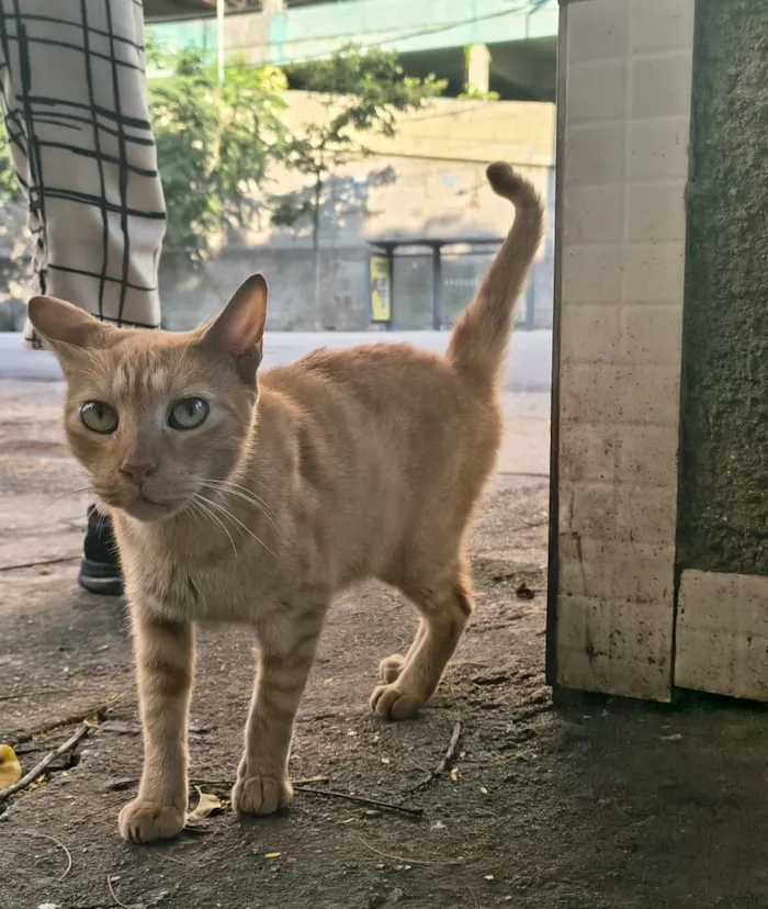 Gato raça SRD-ViraLata idade 2 a 6 meses nome Júpiter 