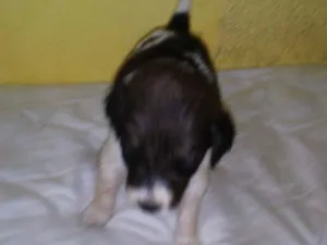Cachorro raça SRD-ViraLata idade Abaixo de 2 meses nome recém nascido