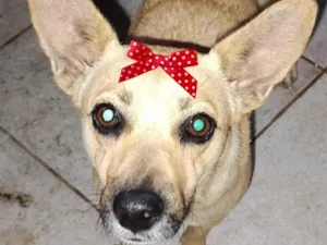 Cachorro raça SRD-ViraLata idade 2 a 6 meses nome Kika 