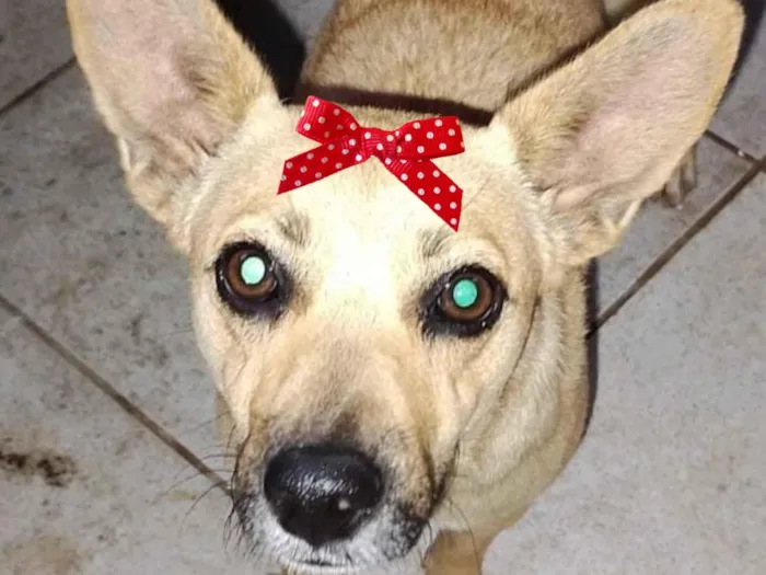 Cachorro raça SRD-ViraLata idade 2 a 6 meses nome Kika 