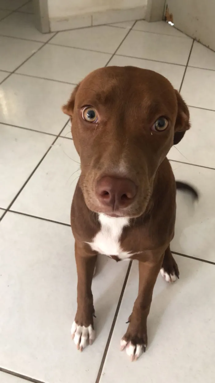 Cachorro raça SRD-ViraLata idade 7 a 11 meses nome Canela