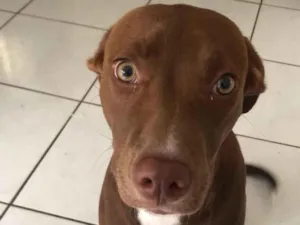 Cachorro raça SRD-ViraLata idade 7 a 11 meses nome Canela