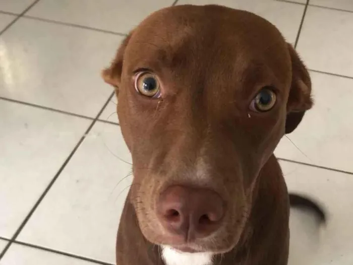 Cachorro raça SRD-ViraLata idade 7 a 11 meses nome Canela