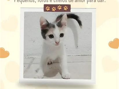 Gato raça SRD-ViraLata idade 2 a 6 meses nome gatinhas fêmeas 