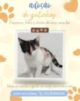 gatinhas fêmeas 