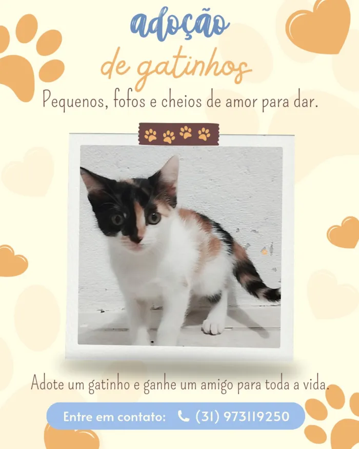 Gato raça SRD-ViraLata idade 2 a 6 meses nome gatinhas fêmeas 