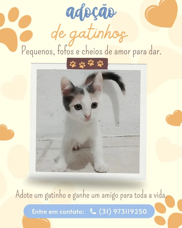 Gato raça SRD-ViraLata idade 2 a 6 meses nome gatinhas fêmeas 