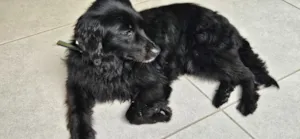 Cachorro raça SRD-ViraLata idade 3 anos nome Lola (nome provisório)