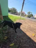 cão macho preto