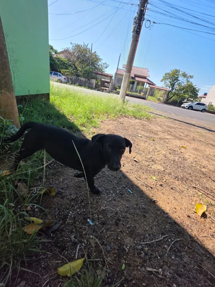 Cachorro raça SRD-ViraLata idade 4 anos nome cão macho preto 