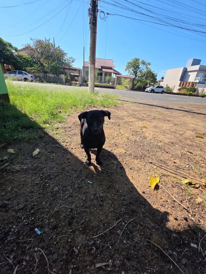 Cachorro raça SRD-ViraLata idade 4 anos nome cão macho preto 