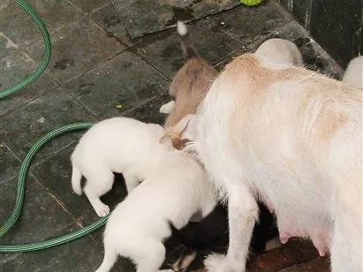 Cachorro raça SRD-ViraLata idade 2 a 6 meses nome sem nomes ainda 