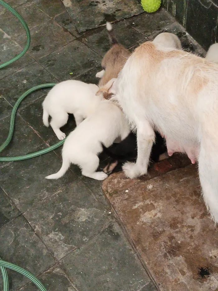 Cachorro raça SRD-ViraLata idade 2 a 6 meses nome sem nomes ainda 