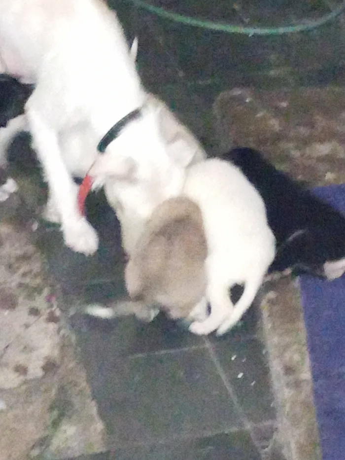 Cachorro raça SRD-ViraLata idade 2 a 6 meses nome sem nomes ainda 