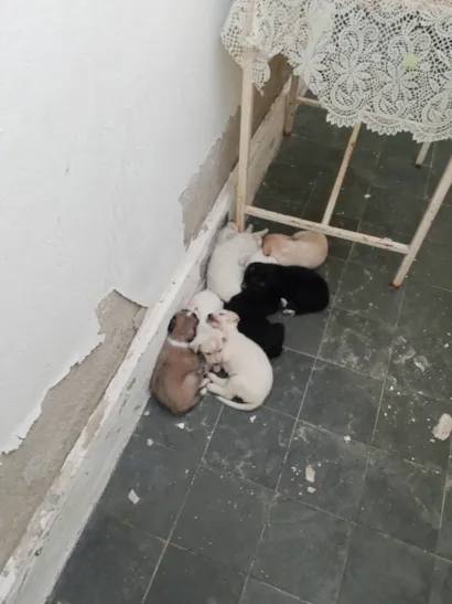 Cachorro raça SRD-ViraLata idade 2 a 6 meses nome sem nomes ainda 