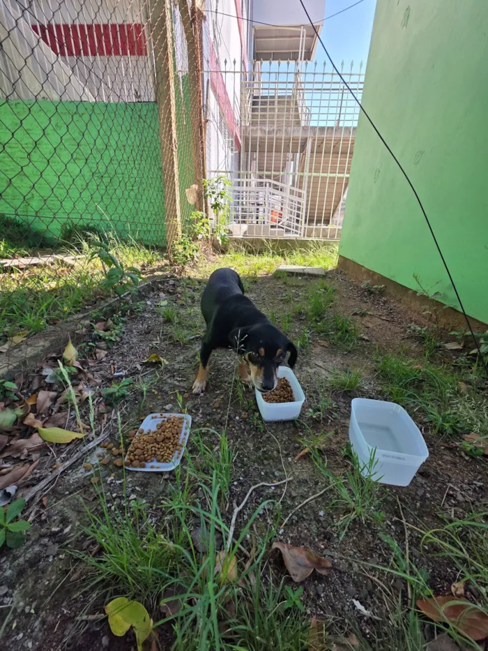 Cachorro raça SRD-ViraLata idade 6 ou mais anos nome cão idoso