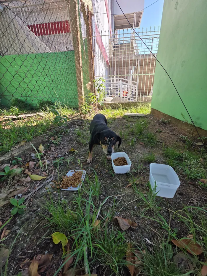 Cachorro raça SRD-ViraLata idade 6 ou mais anos nome cão idoso