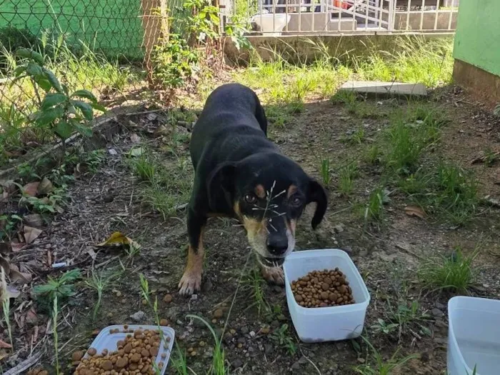 Cachorro raça SRD-ViraLata idade 6 ou mais anos nome cão idoso