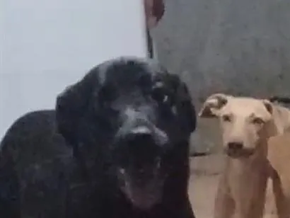 Cachorro raça SRD-ViraLata idade 2 anos nome Lucke