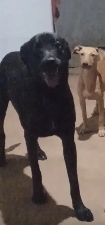 Cachorro raça SRD-ViraLata idade 2 anos nome Lucke