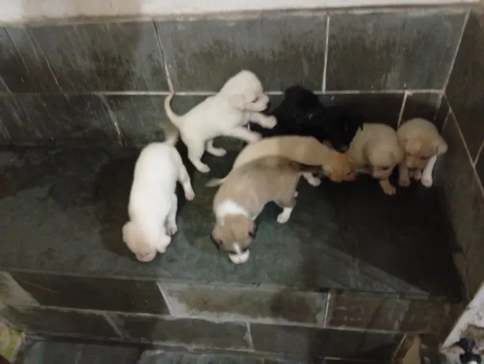 Cachorro raça SRD-ViraLata idade 2 a 6 meses nome sem nomes ainda 