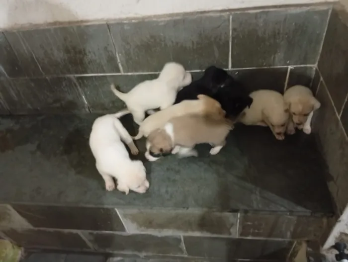 Cachorro raça SRD-ViraLata idade 2 a 6 meses nome sem nomes ainda 