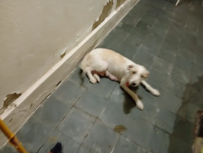 Cachorro raça SRD-ViraLata idade 2 a 6 meses nome sem nomes ainda 