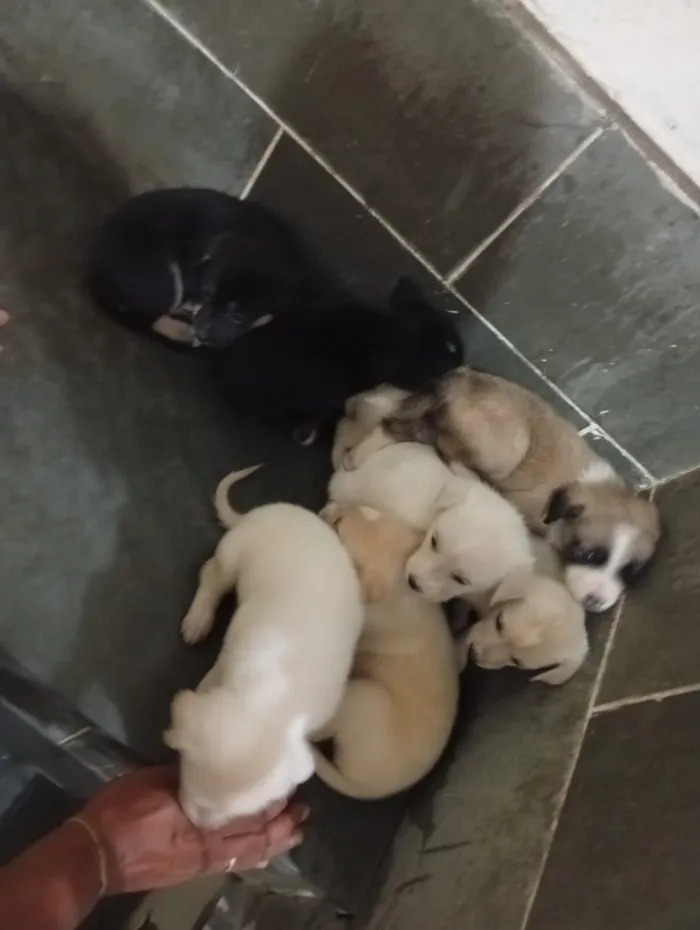 Cachorro raça SRD-ViraLata idade 2 a 6 meses nome sem nomes ainda 