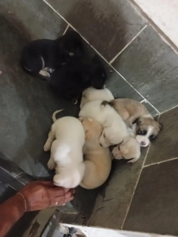 Cachorro raça SRD-ViraLata idade 2 a 6 meses nome sem nomes ainda 