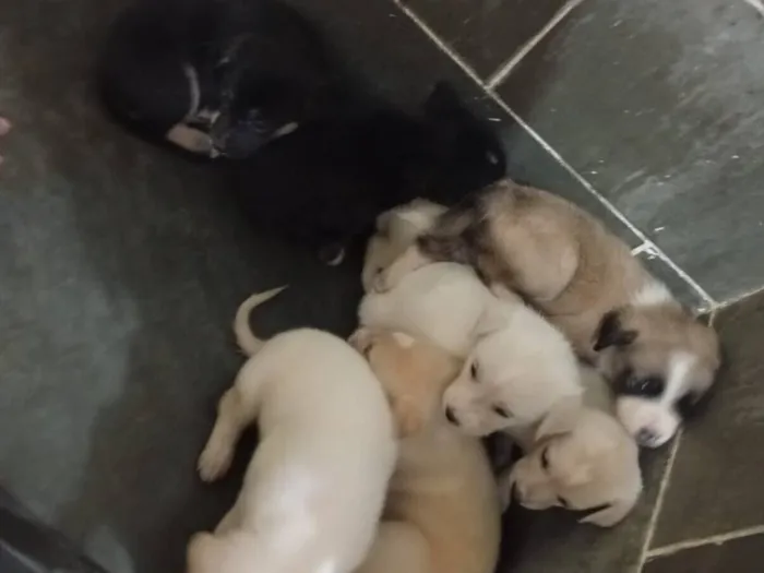 Cachorro raça SRD-ViraLata idade 2 a 6 meses nome sem nomes ainda 