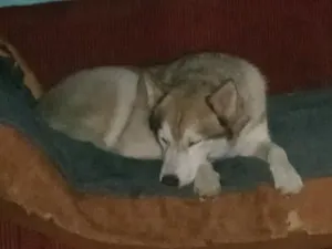 Cachorro raça SRD-ViraLata idade 2 anos nome Snow