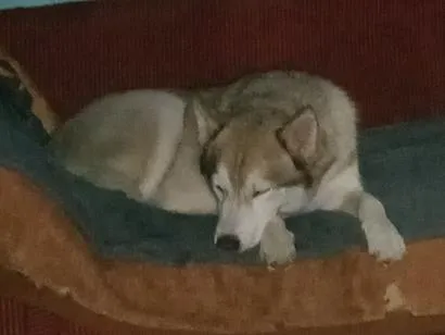 Cachorro raça SRD-ViraLata idade 2 anos nome Snow