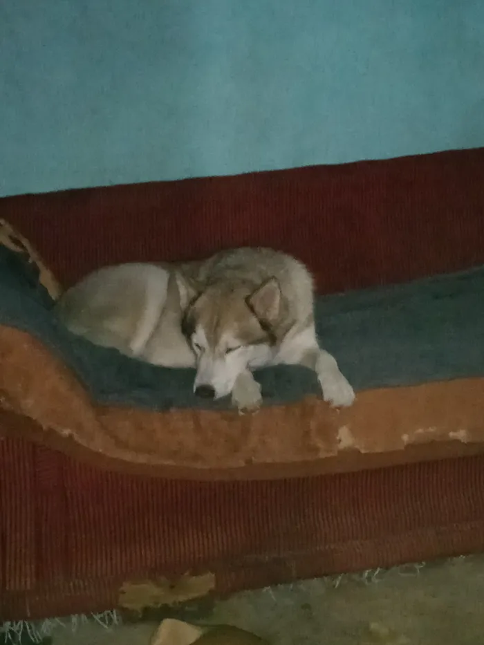 Cachorro raça SRD-ViraLata idade 2 anos nome Snow