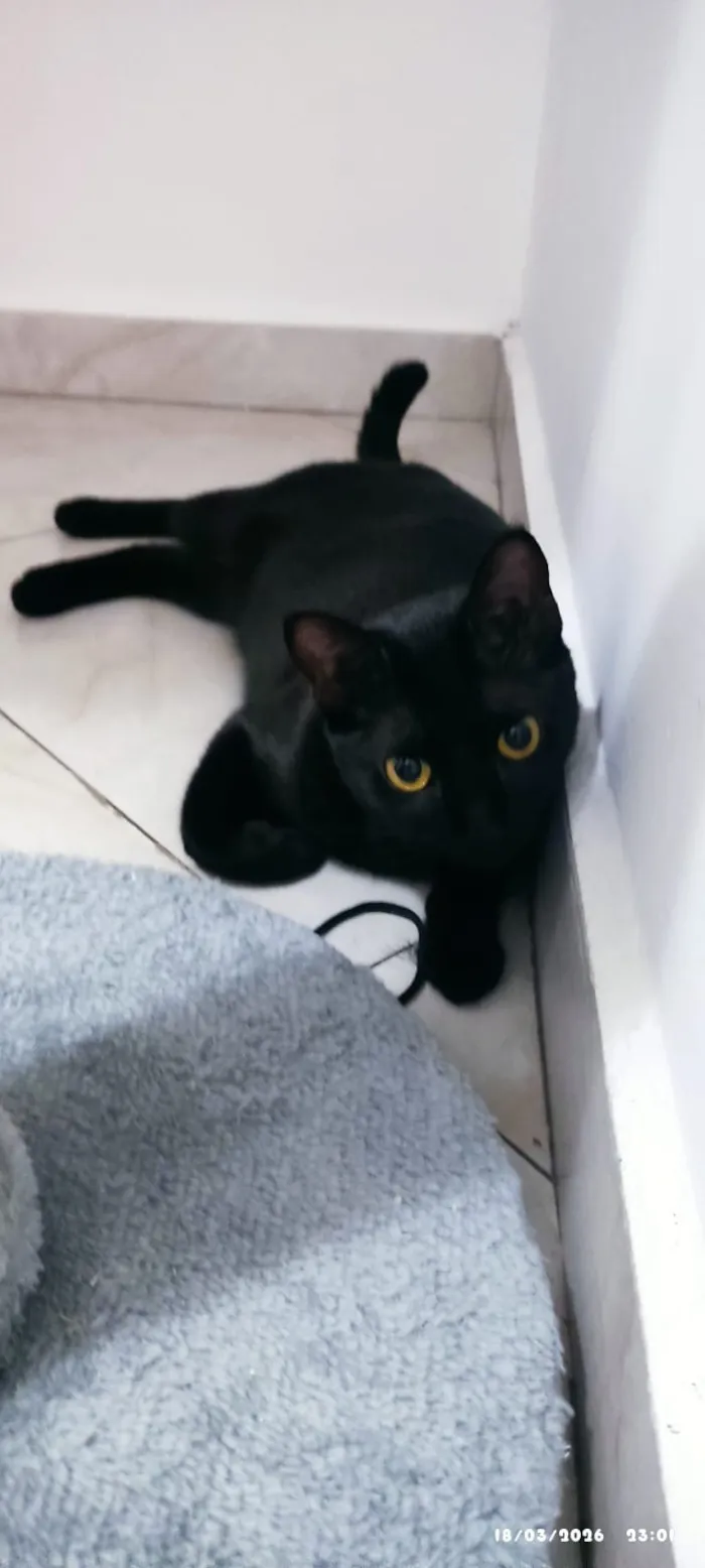 Gato raça SRD-ViraLata idade 1 ano nome SHURI 